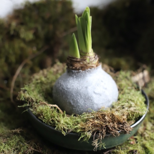 Amaryllis with a bulb