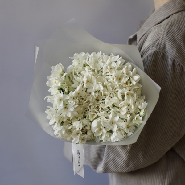 White spray Daffodils - 49 нарциссов
