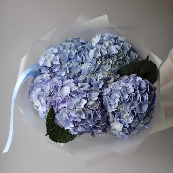 Skyblue Hydrangea - 5 гортензий