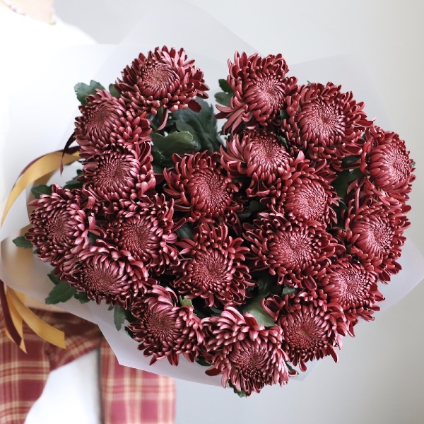 Chocolate Chrysanthemum -  19 хризантем 