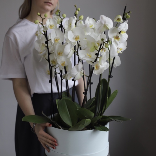 Orchid  in a hat box - Размер L