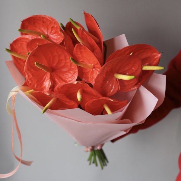 Red Anthurium Red Anthurium - 15 антуриумов