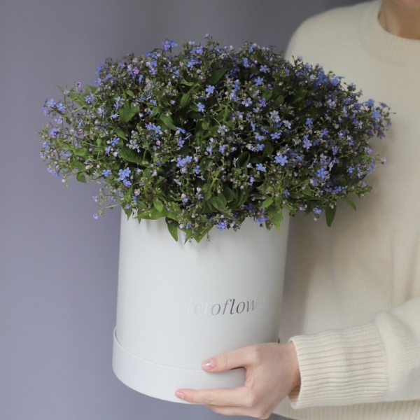 Forget-me-nots in a hat box