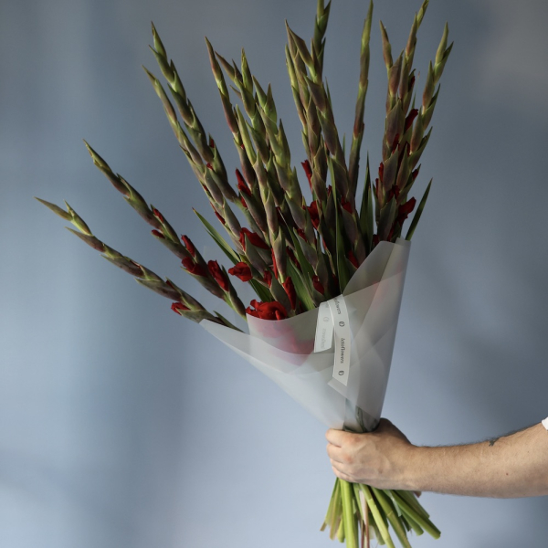 Red Gladiolus -  19 гладиолусов