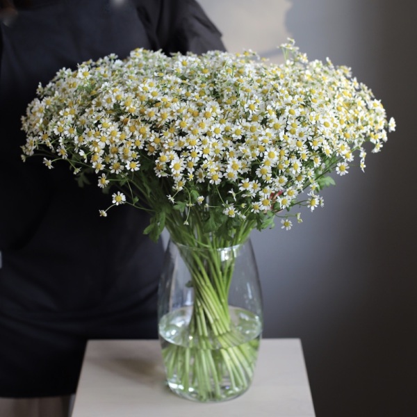 Daisies in a vase - 49 ромашек