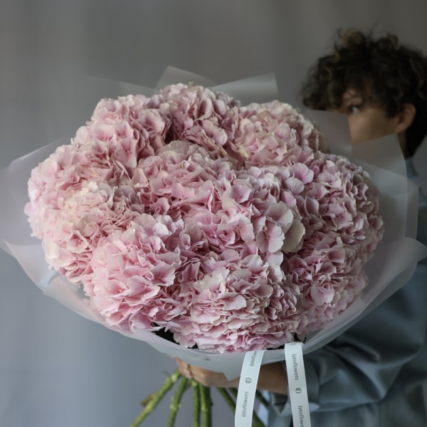 Pink Hydrangea -  11 гортезий 