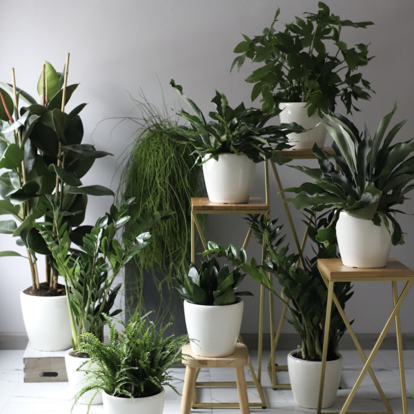 Home set of potted plants - Размер L