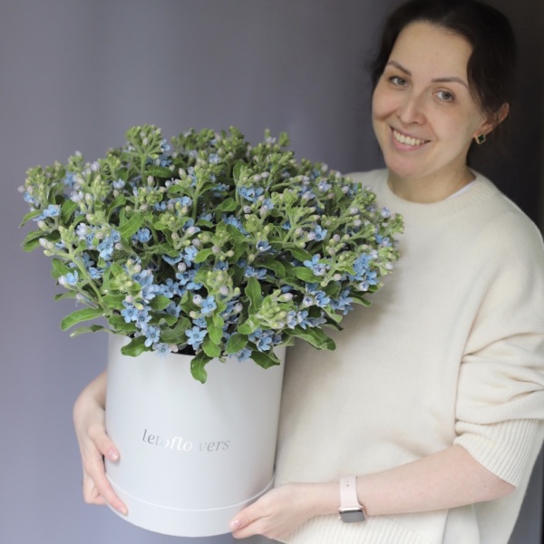 Oxypetalum in a hat box