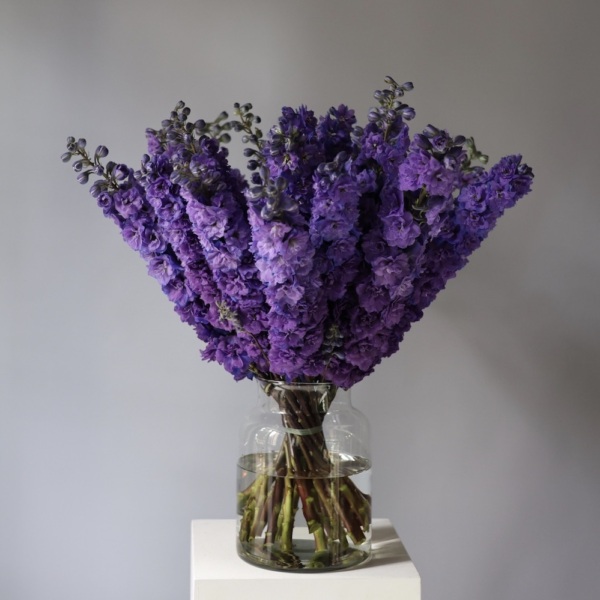 Delphinium in a vase - 39 дельфиниумов 