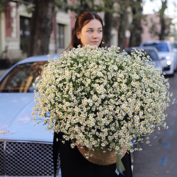 Basket of Spray Chamomile - Размер L