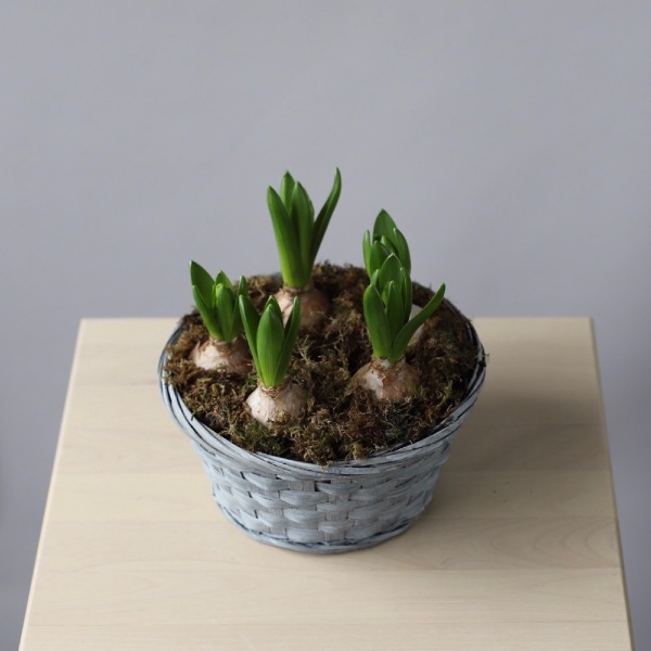 Hyacinthus in a basket - Размер M