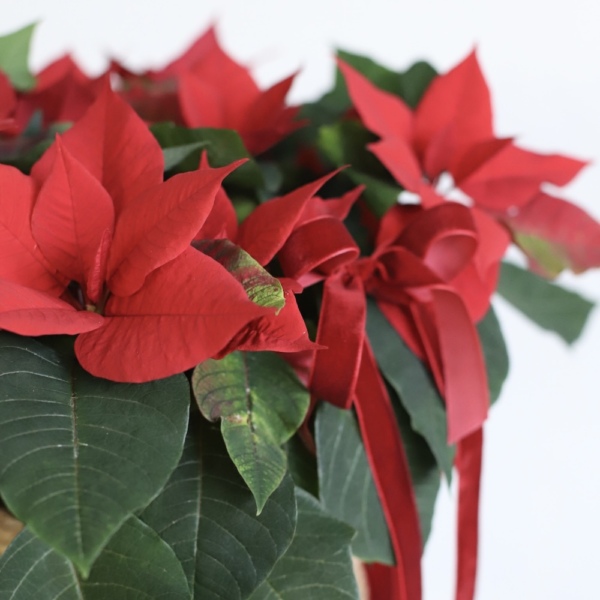 Poinsettia in a basket