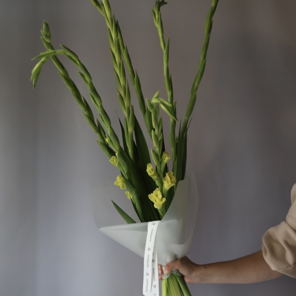Yellow Gladiolus -  9 гладиолусов 