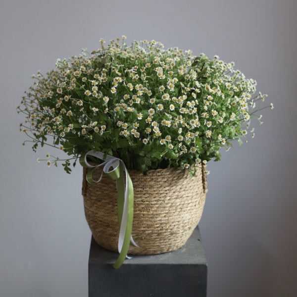 Basket of Spray Chamomile Basket of Spray Chamomile - Размер L