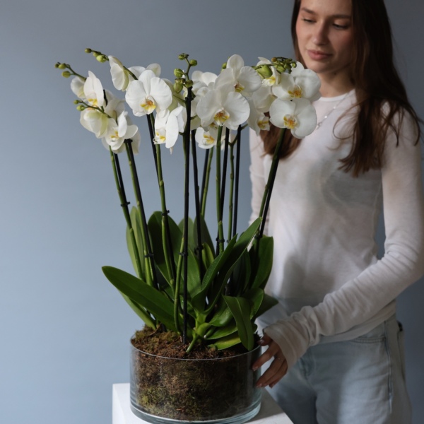 Orchid arrangement in a vase