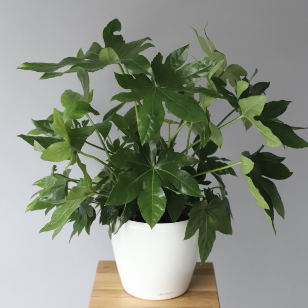 Fatsia