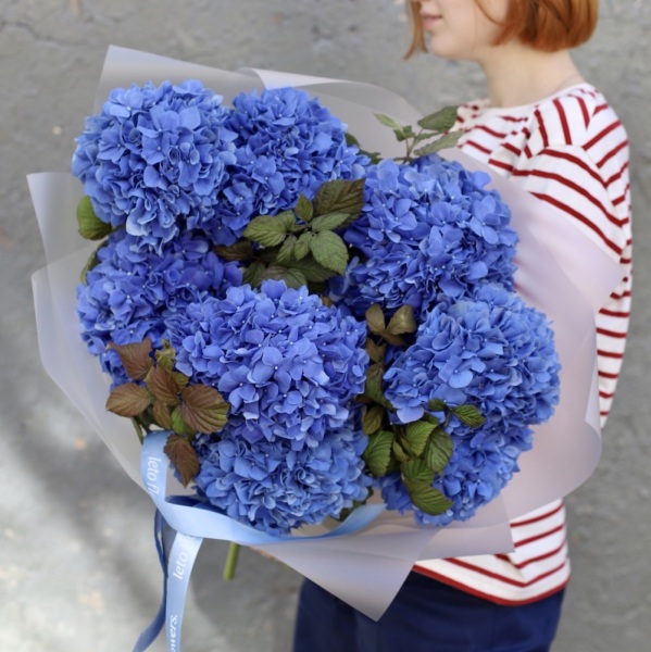 Blue Hydrangea - 9 гортензий с зеленью