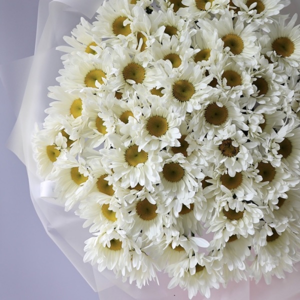Large Daisies - 75 ромашек