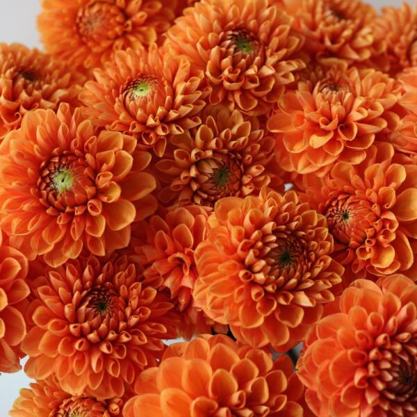 Orange Dahlia