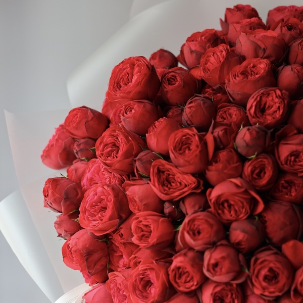Piano Garden Rose