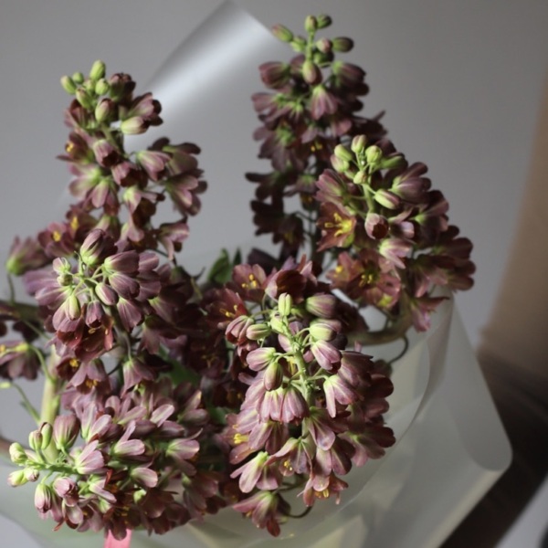 Purple Fritillaria - 9 фритиллярий
