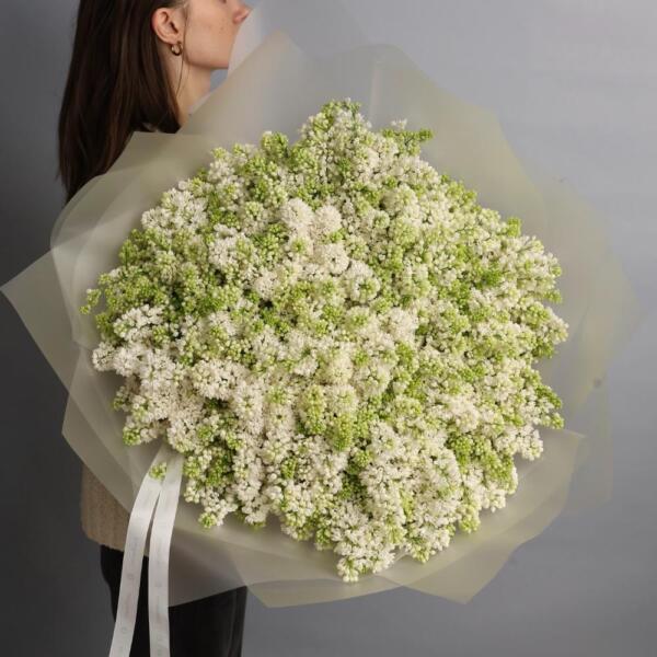 White Lilac - 71 веток сирени