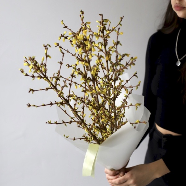 Forsythia - 9 веток форзиции