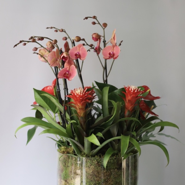 Arrangement 'Tropical Mix' Arrangement 'Tropical Mix'