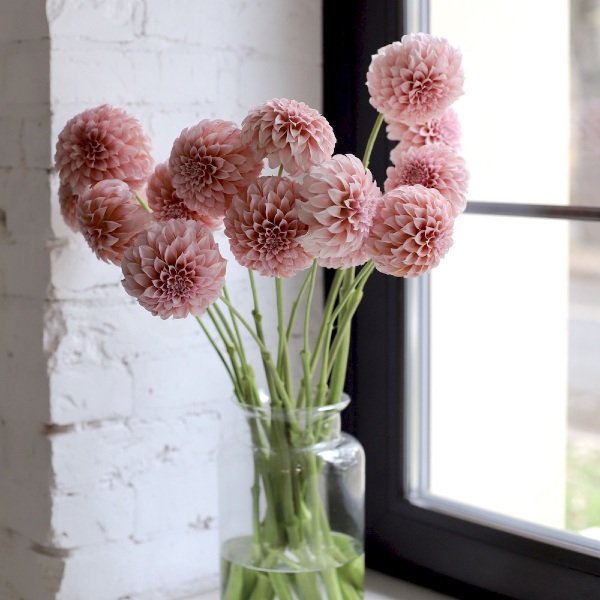 Dahlias in a vase - 15 георгин