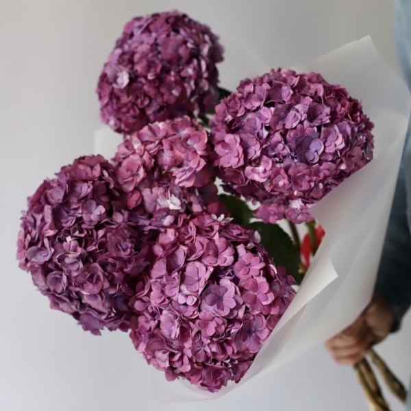 Purple Hydrangea -  5 гортензий 