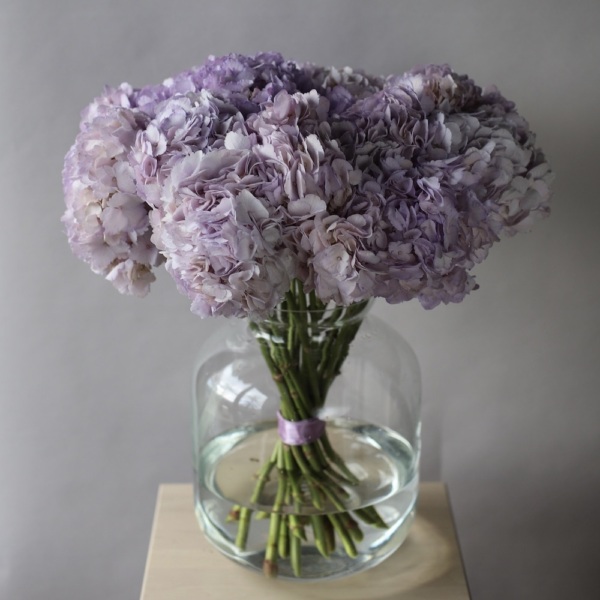 Colombian Hydrangeas in a vase - 19 гортензий 