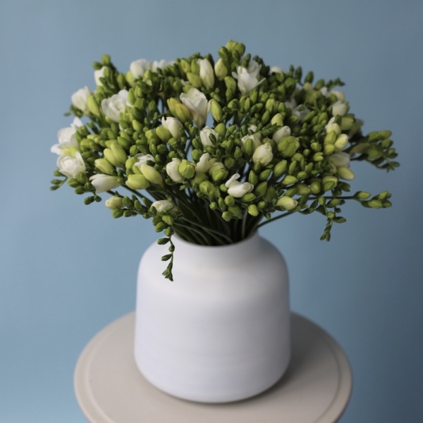 Freesias in a vase - 99 фрезий (ваза может отличаться)