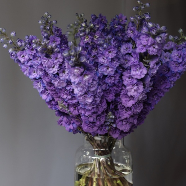 Delphinium in a vase - 19 дельфиниумов