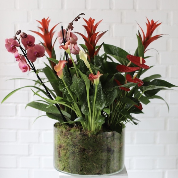 Arrangement 'Tropical Mix'
