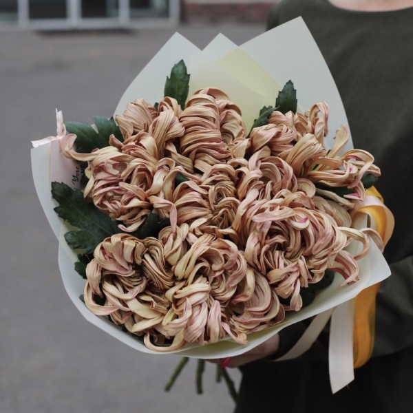 Curly caramel Chrysanthemum - 9 хризантем 