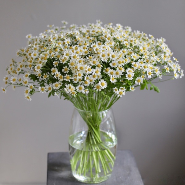 Daisies in a vase - 25 ромашек