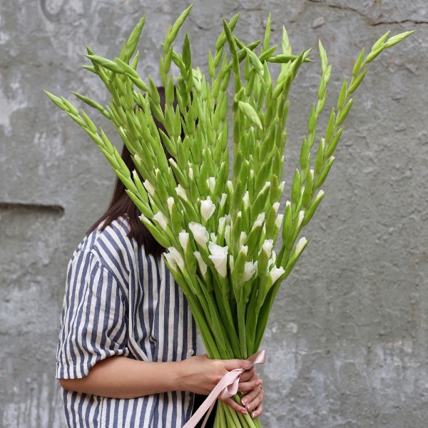 White Gladiolus - 29 гладиолусов