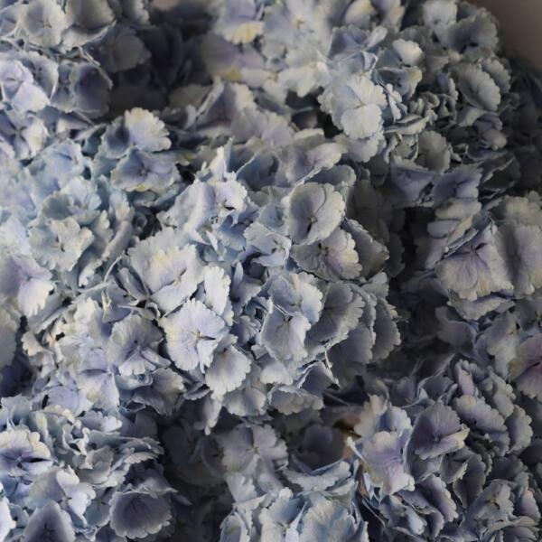 Skyblue Hydrangea