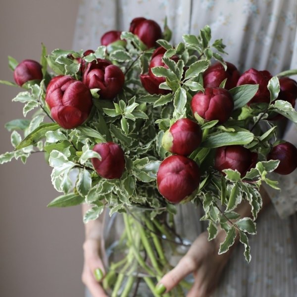 Burgundy Peonies in a vase - 15 пионов