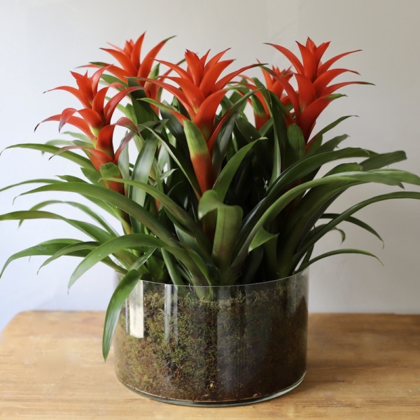Guzmania