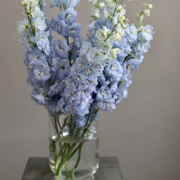 Delphinium in a vase -  9 дельфиниумов 