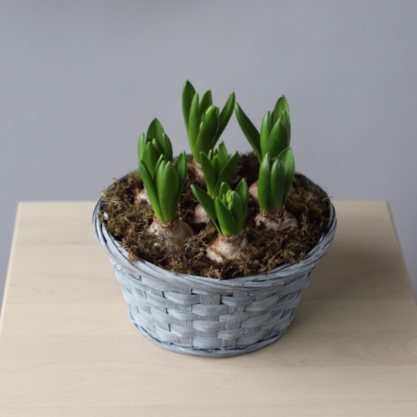 Hyacinthus in a basket - Размер L 