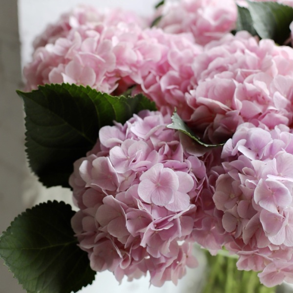 Hydrangeas in a vase