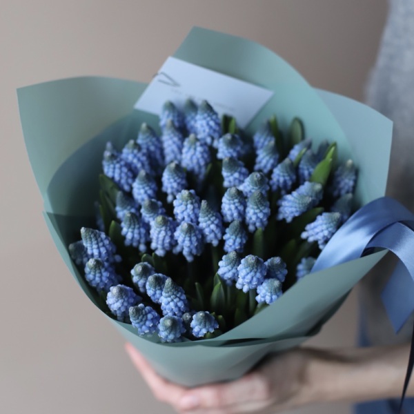 Blue Muscari - 49 мускари
