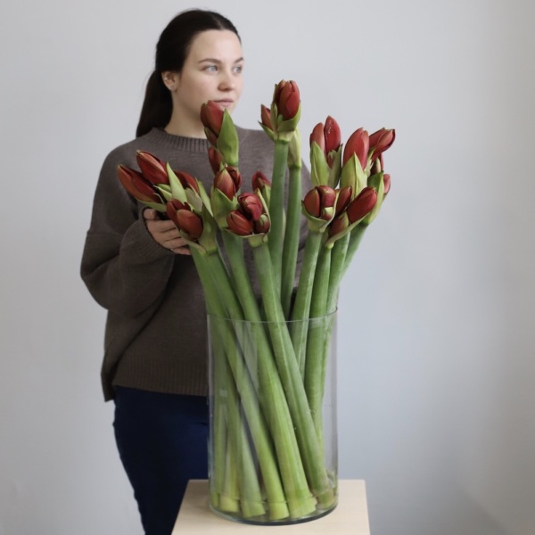 Amaryllis in a vase -  19 амариллисов 