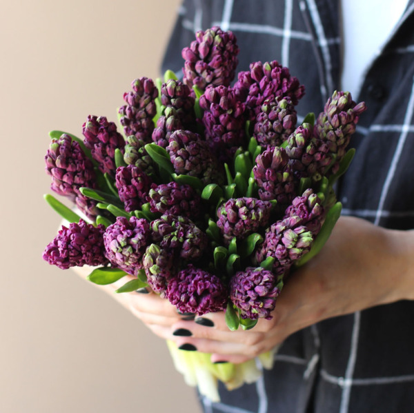 Purple Hyacinthus - 25 гиацинтов 