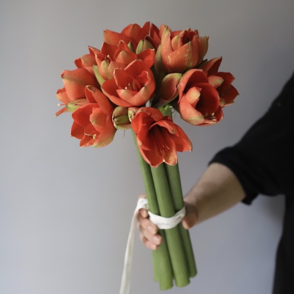 Red Amaryllis -  7 амариллисов 