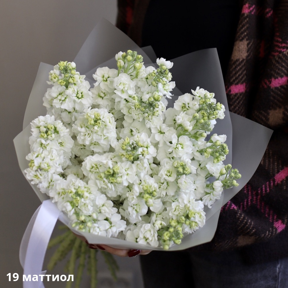 White Stock White Stock -  19 маттиол