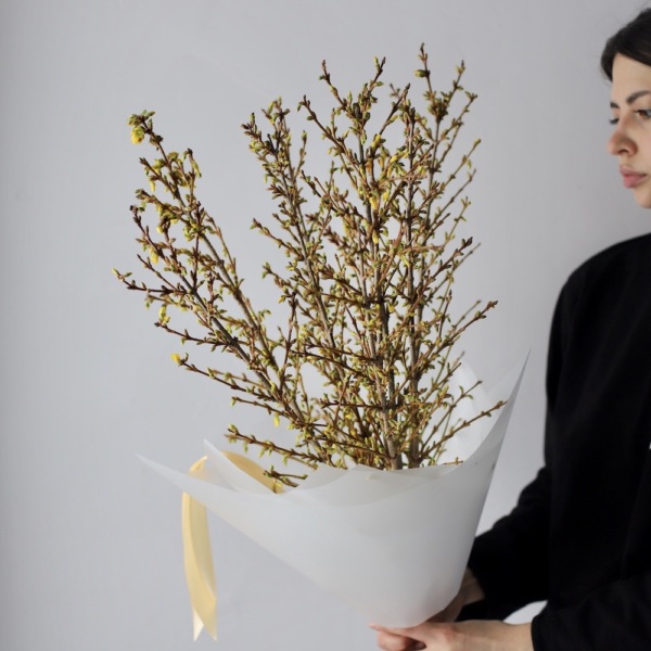 Forsythia -  9 веток форзиции 