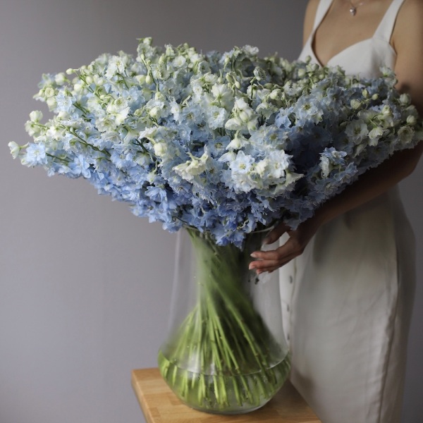 Delphinium in a vase - 99 дельфиниумов